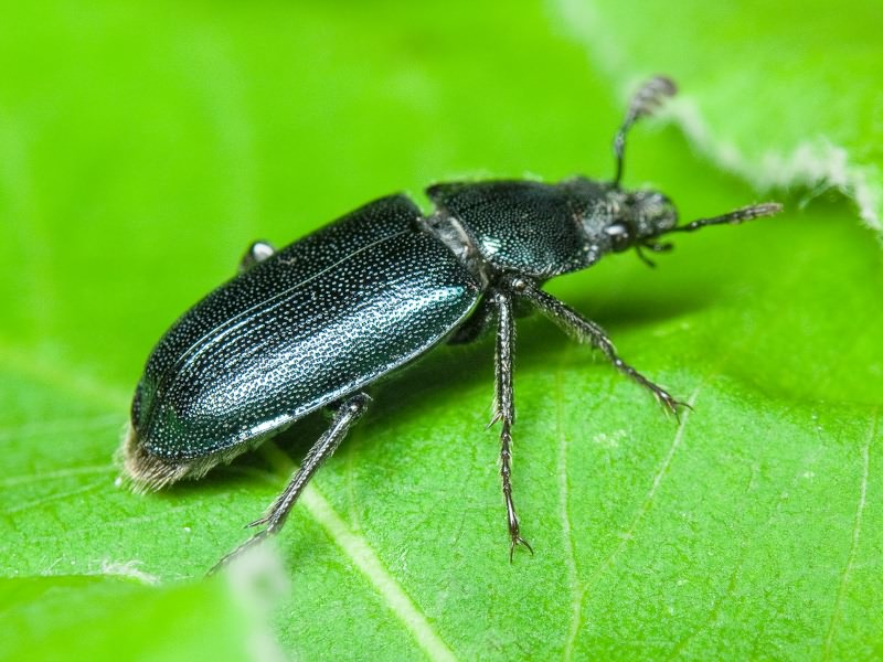 Platycerus caraboides (Linnaeus, 1758)